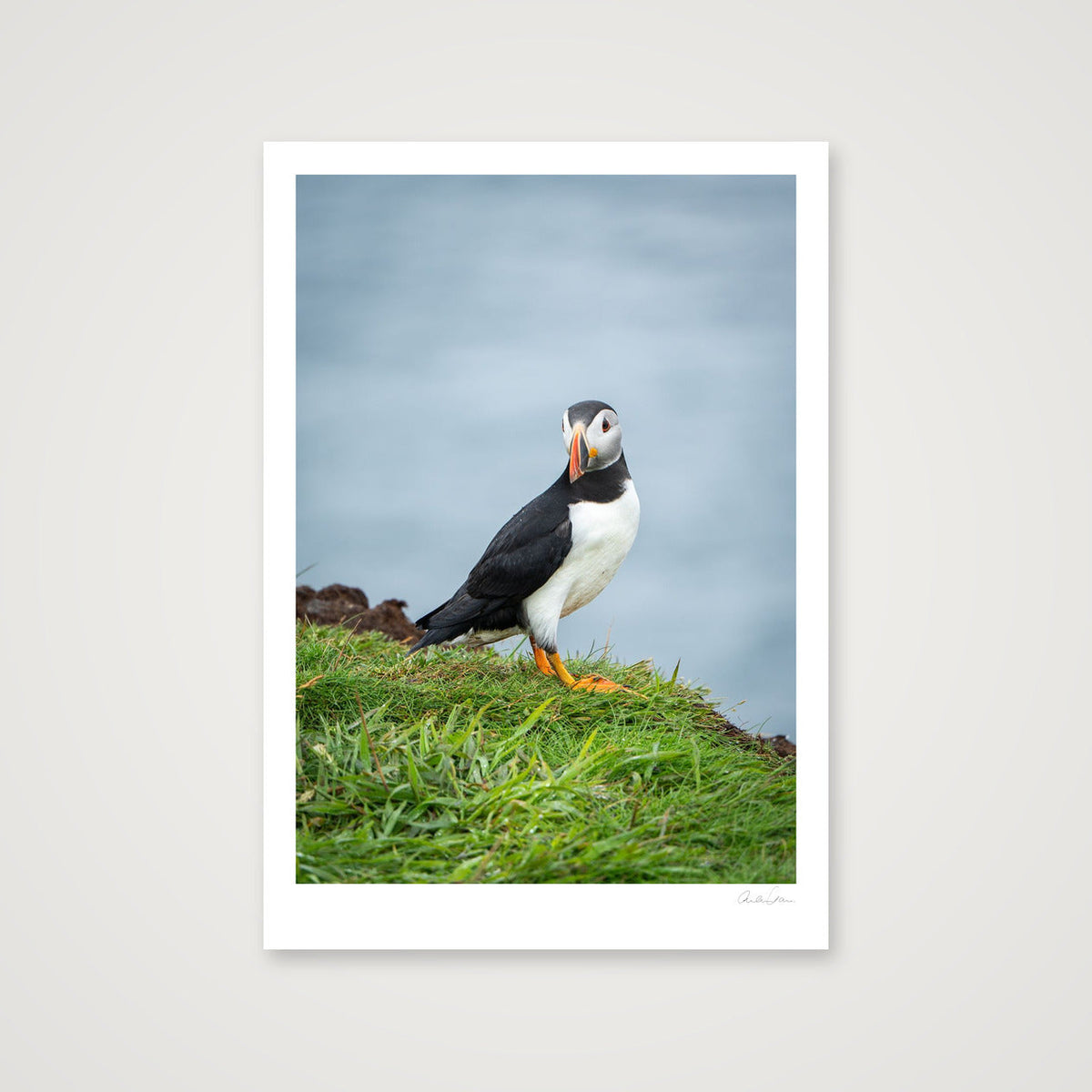 Puffin lookin, Skomer — 70×100cm Print only