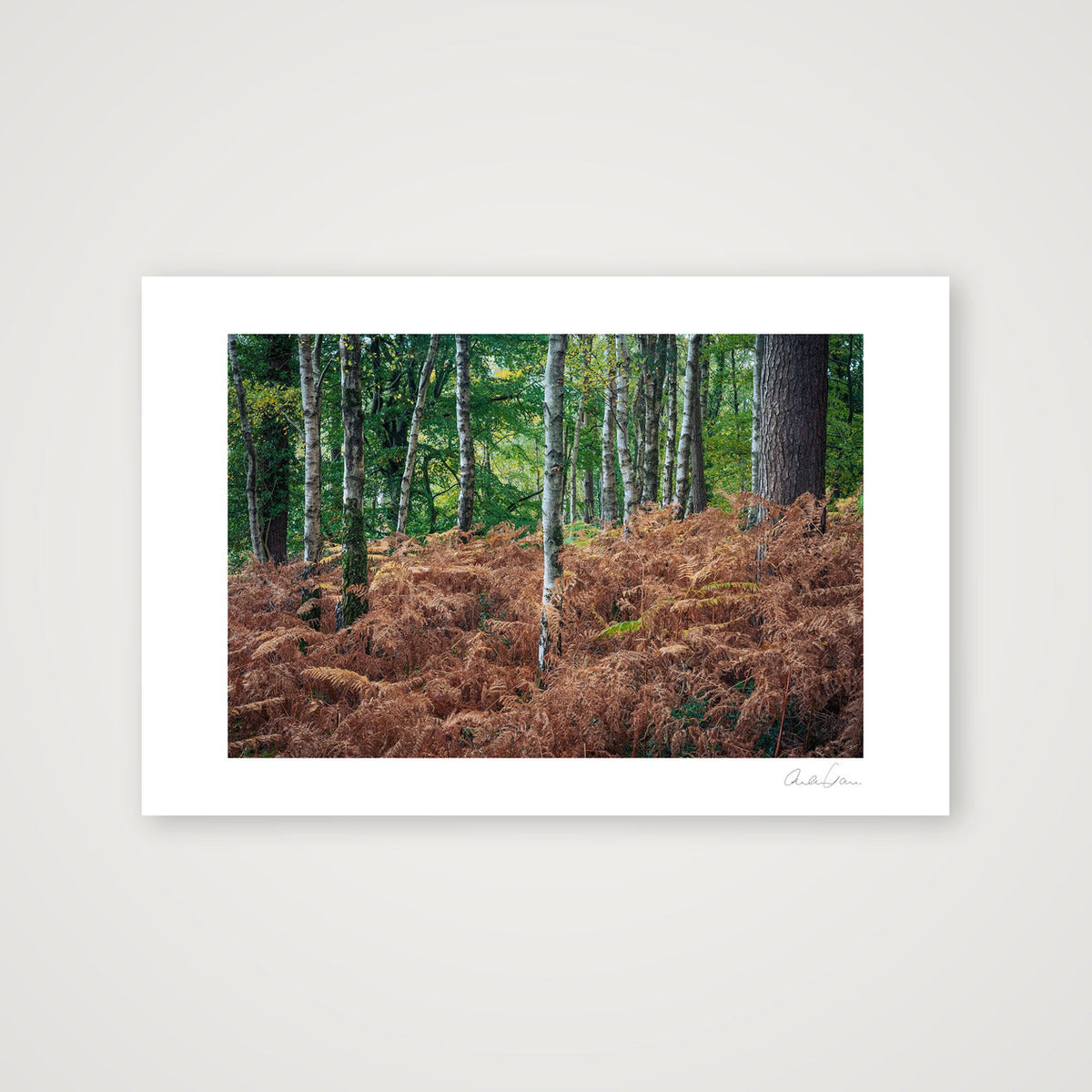 Silver Birches Pierce Golden Ferns: Durlston County Park — 45×30cm Print only