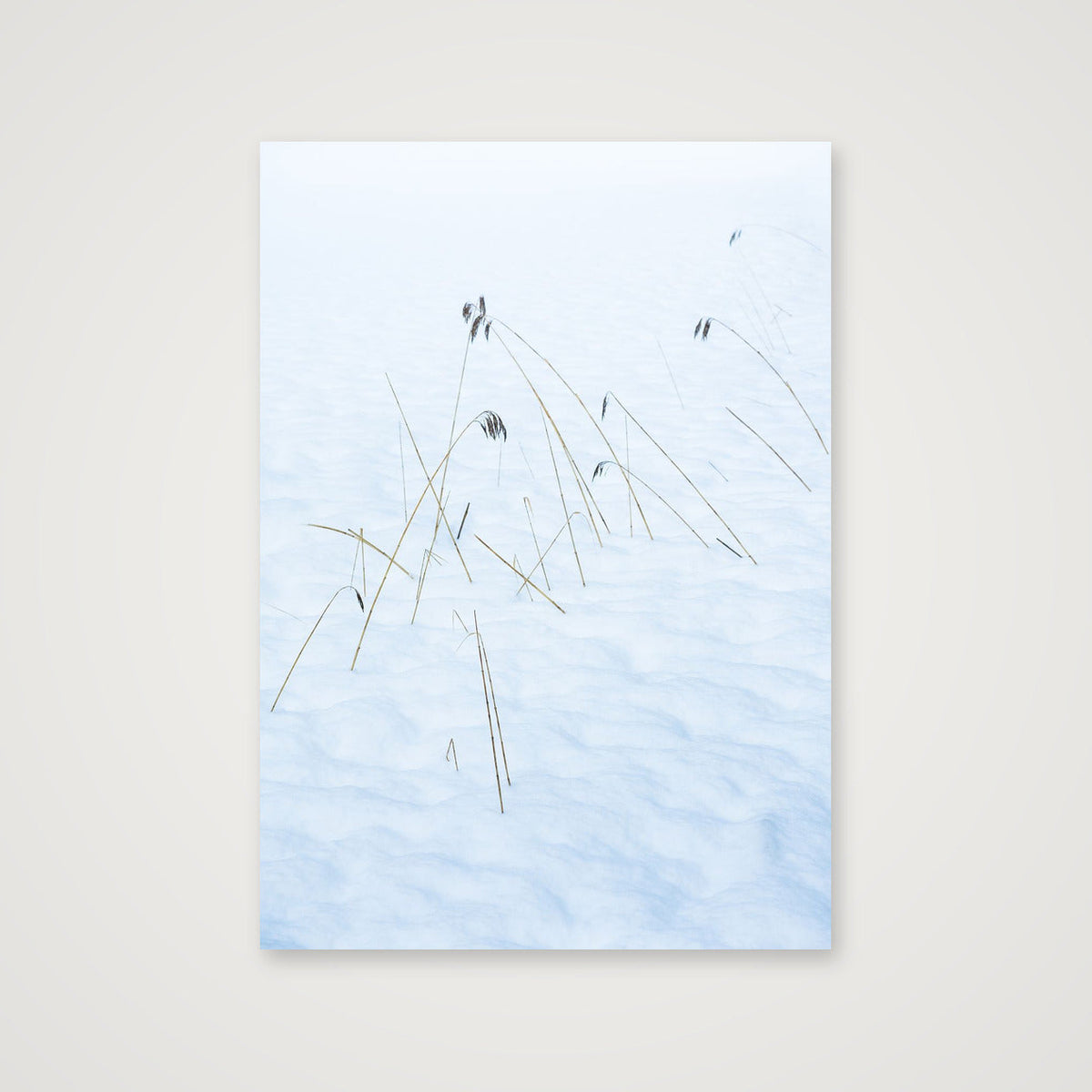 Reeds  brave the Alpine Winter Freeze — A3 (30×42cm) Print only