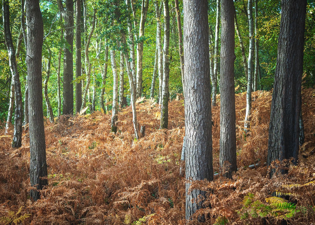 Carpet of Ferns
