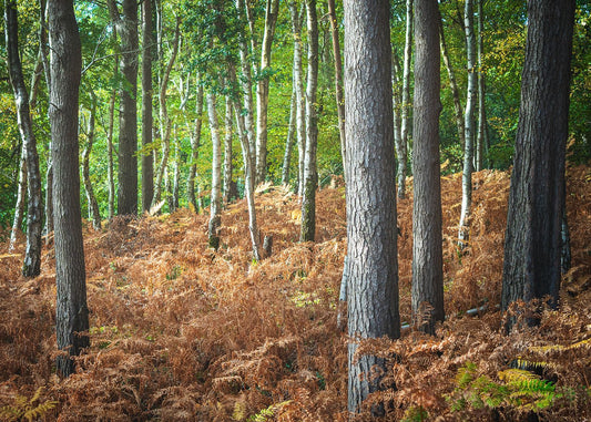 Carpet of Ferns