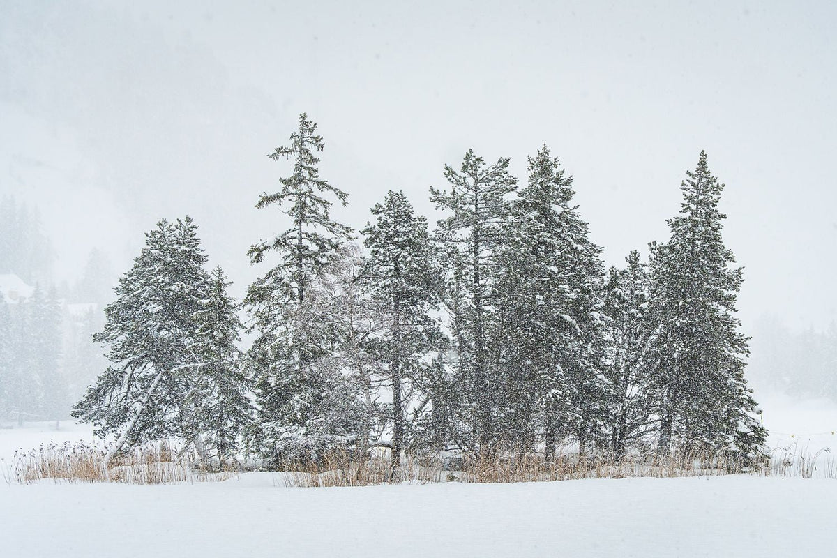 Heavy Snowfall on Alpine Pines