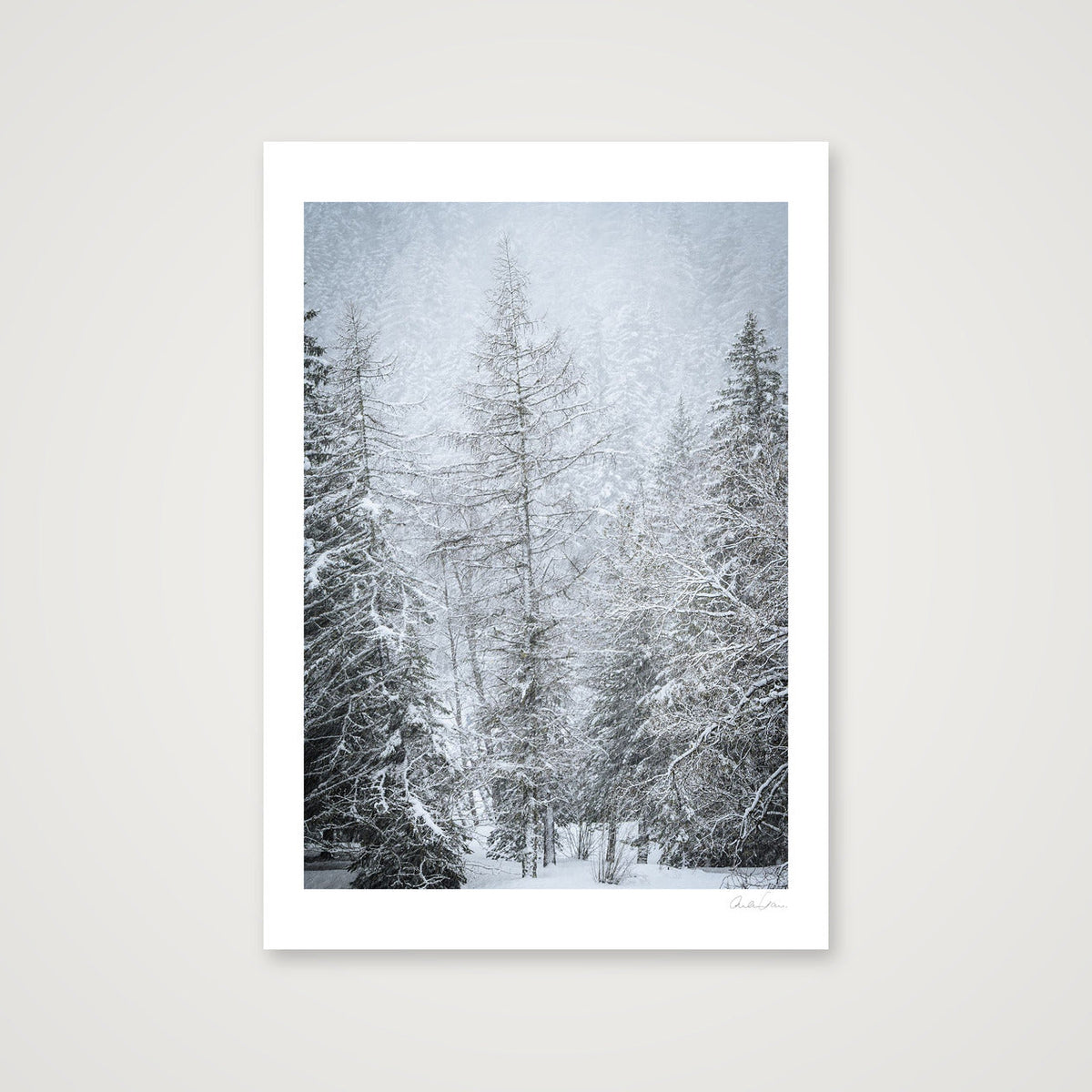 Snow Covered Pine — 70×100cm Print only