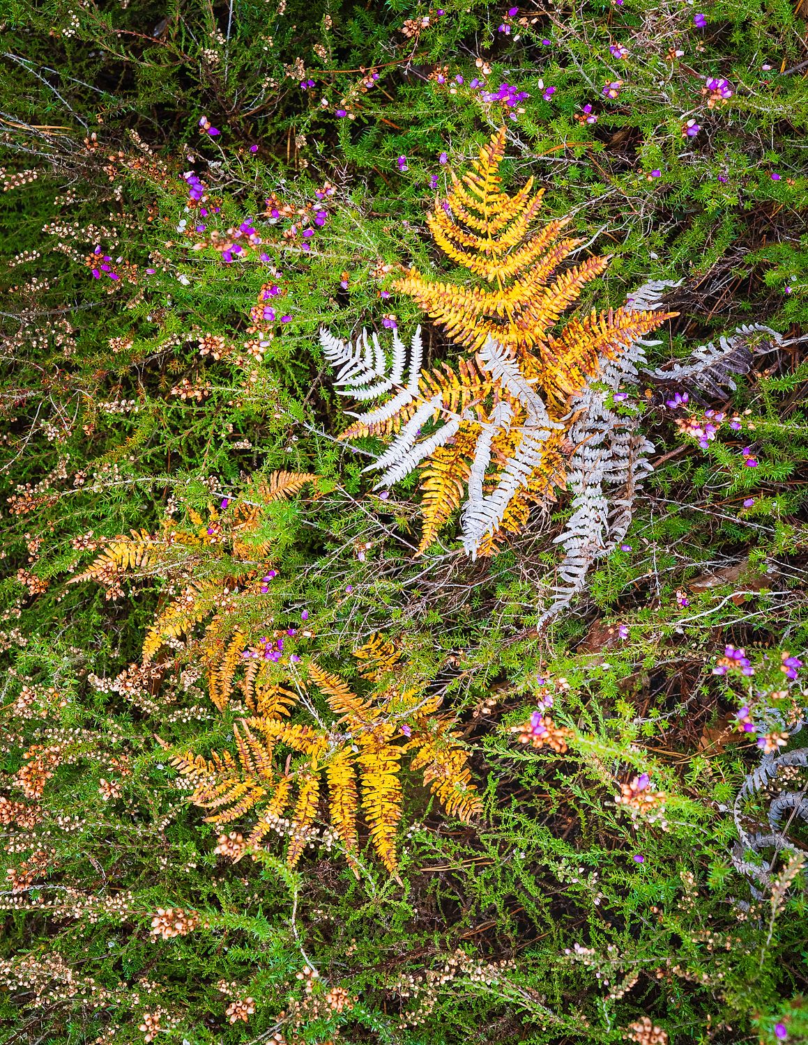 Autumn Fall