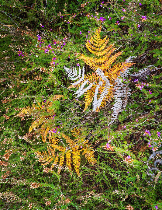 Autumn Fall