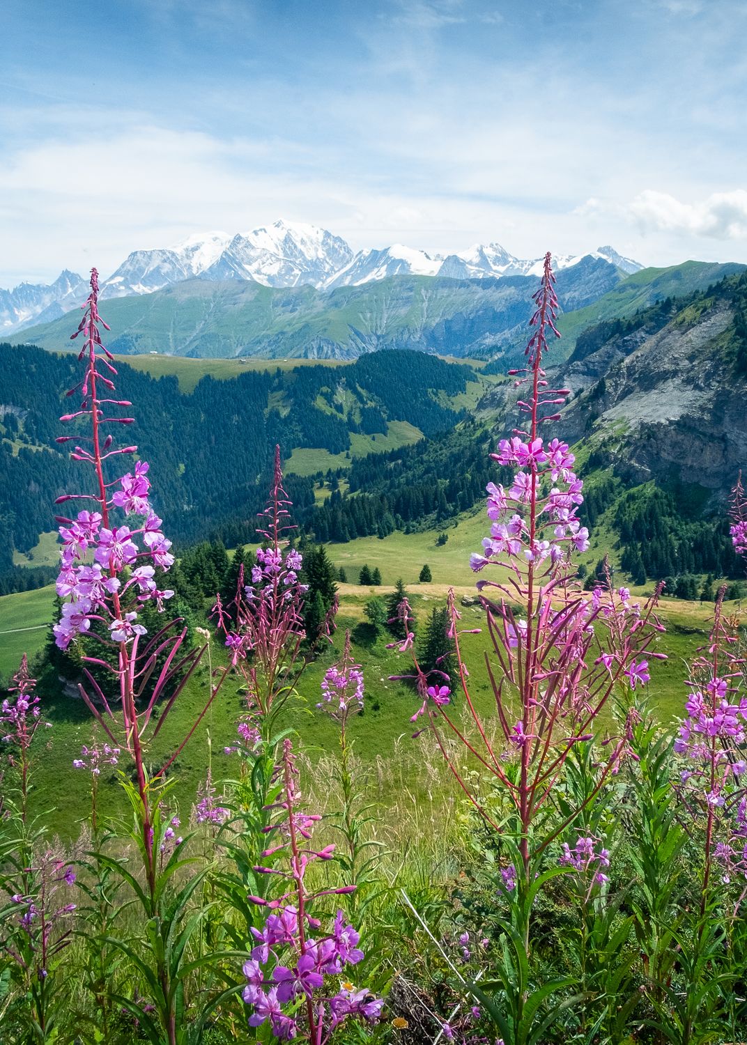 Colourful Alpine wildflowers in summer pastures with Mont Blanc beyond, near Chamonix