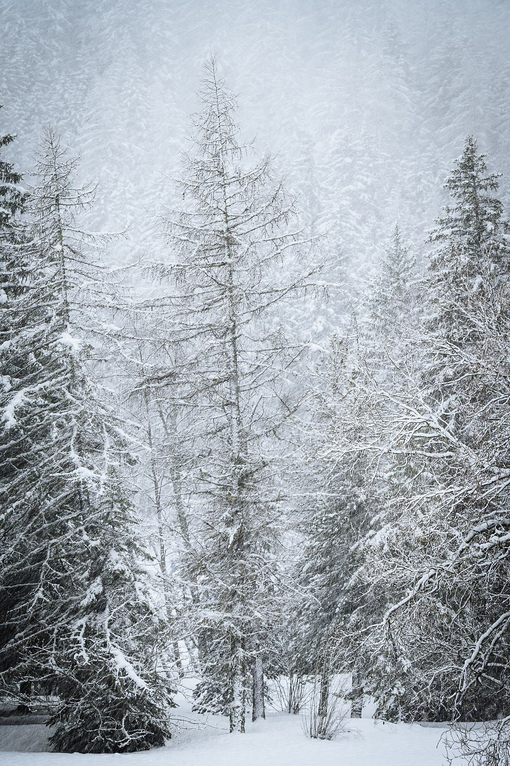 Snow Covered Pine
