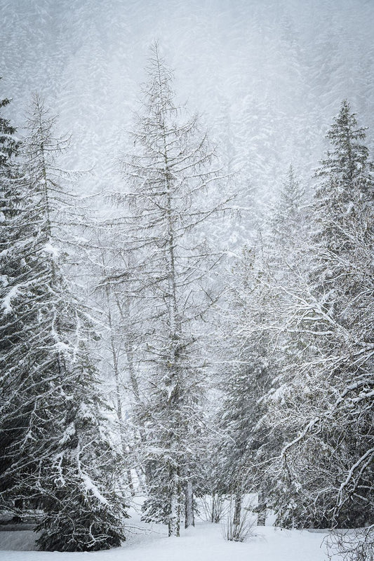 Snow Covered Pine