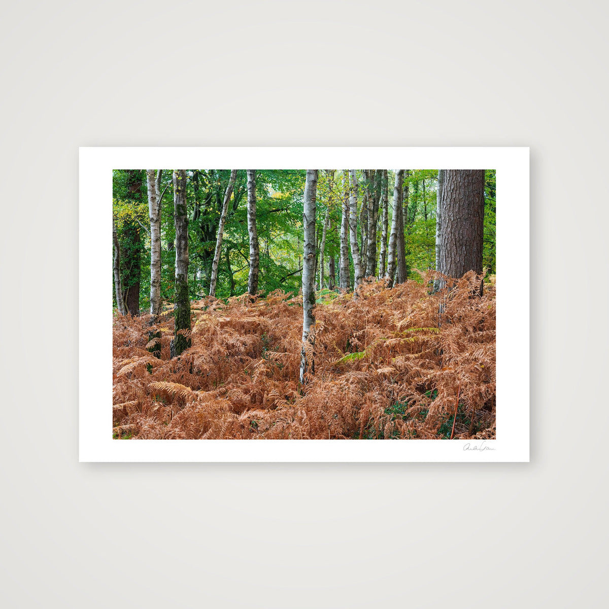 Autumn Ferns — 100×70cm Print only