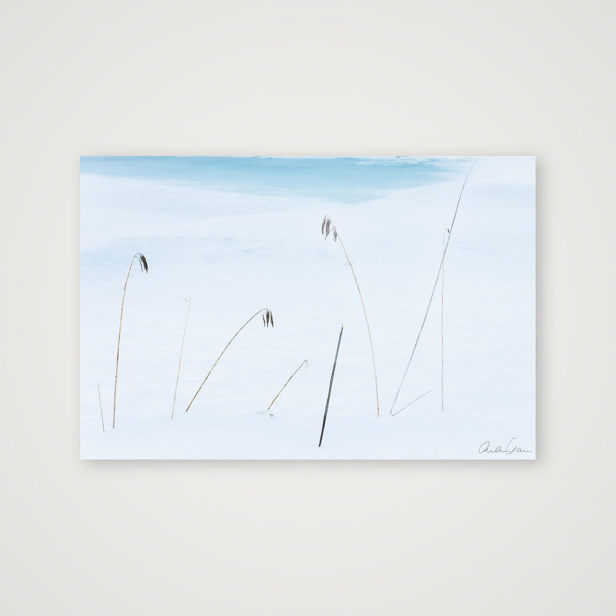 Reeds weather the winter freeze — 45×30cm Print only