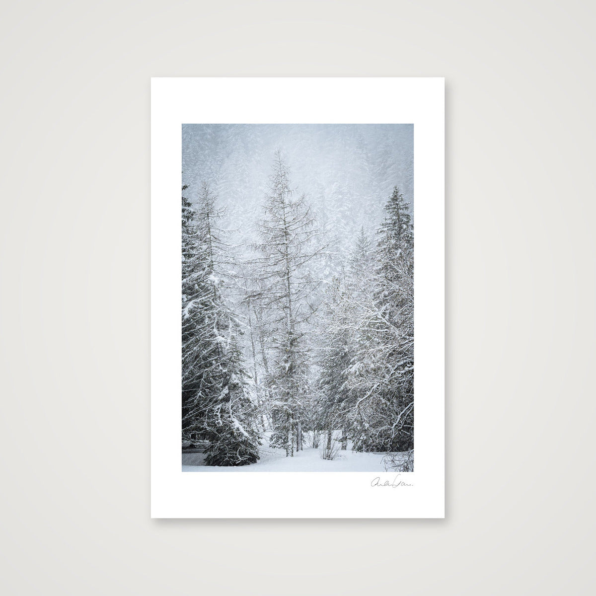 Snow Covered Pine — 40×60cm Print only