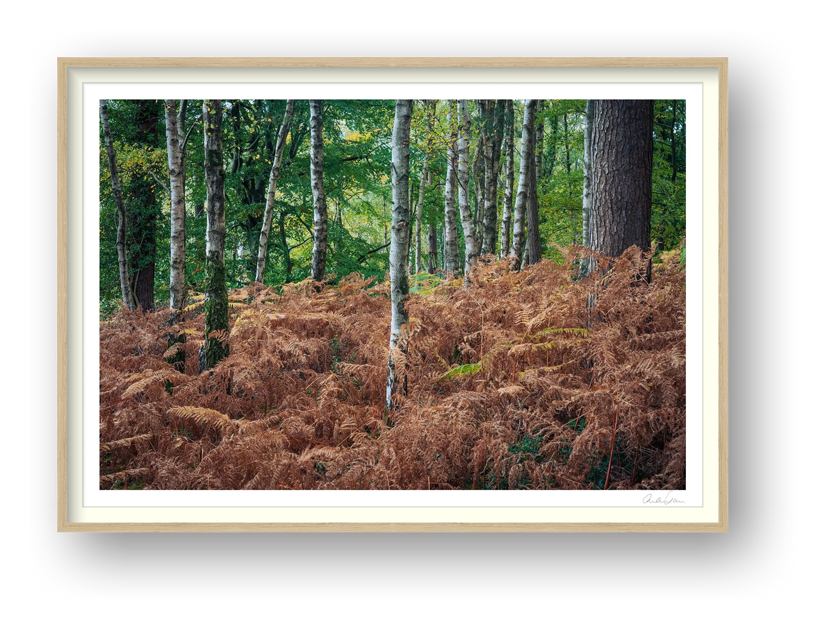 Silver Birches Pierce Golden Ferns: Durlston County Park — framed