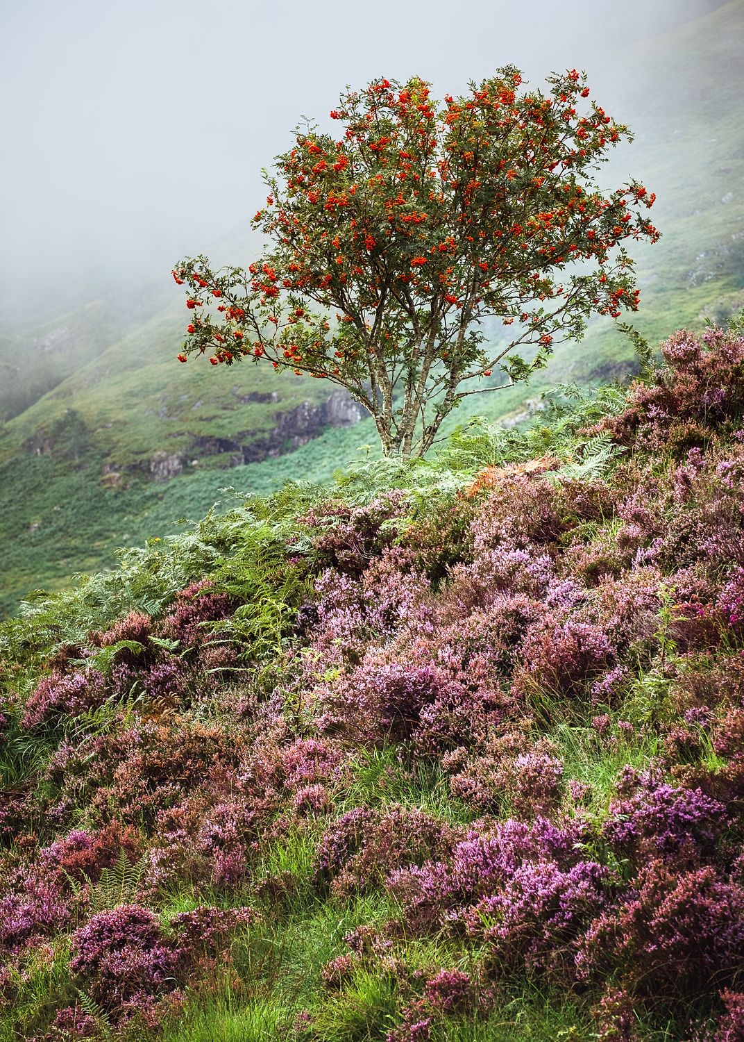 Rowan tree with red berries above purple heather and green ferns on a misty hillside