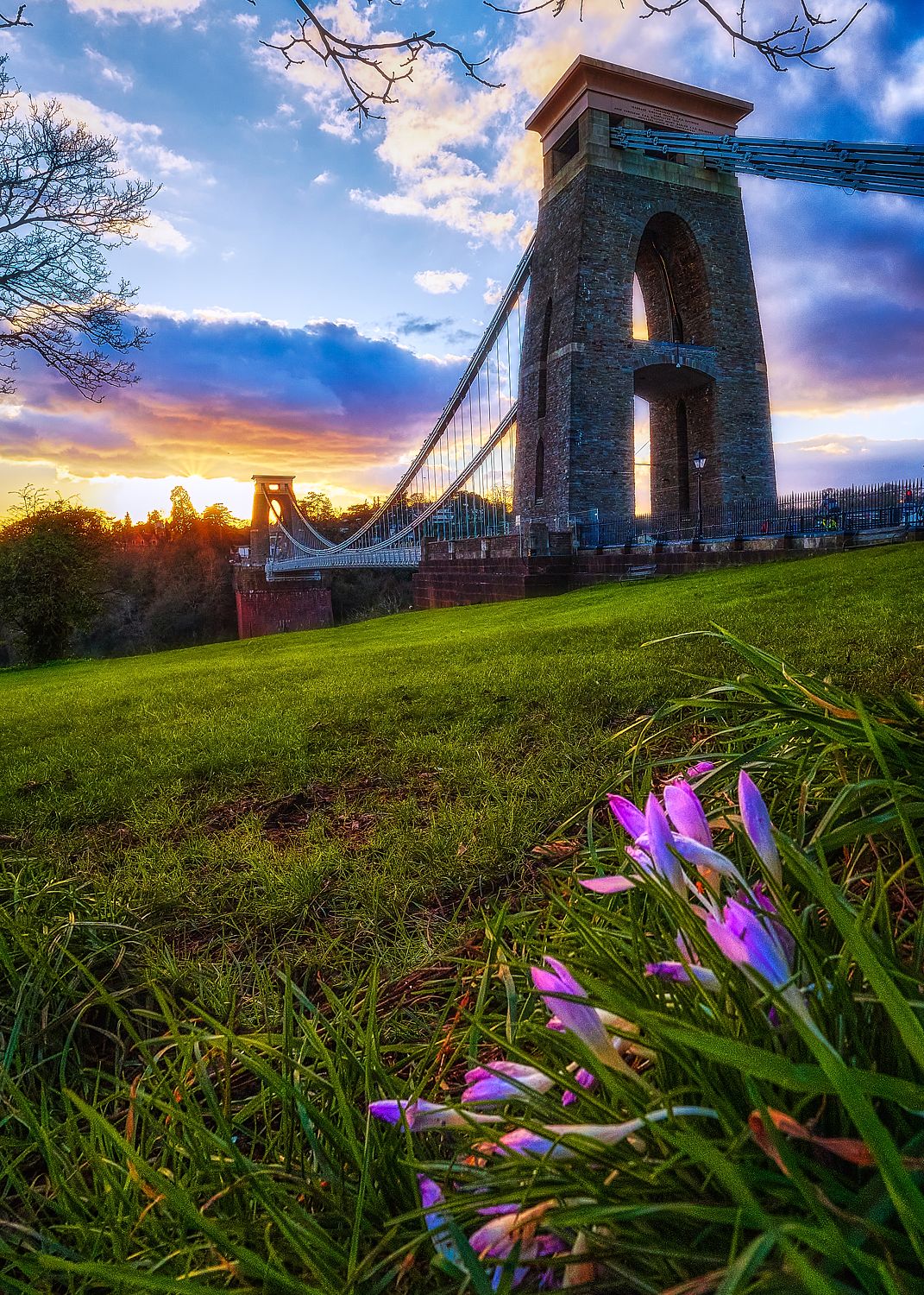 A lone crocus and the Clifton Bridge at sunset