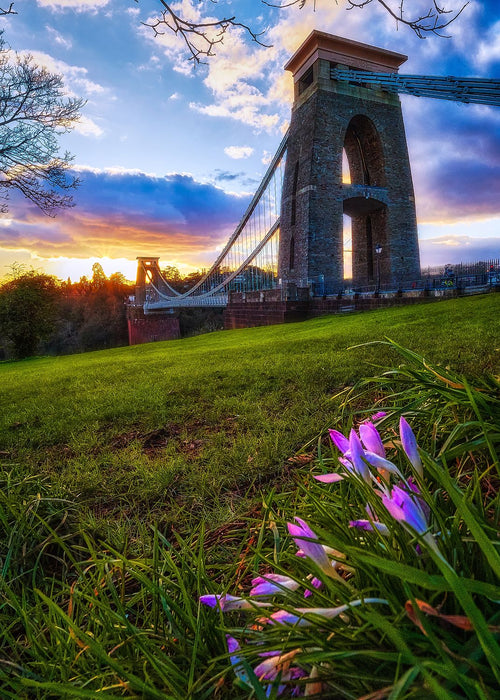 A lone crocus and the Clifton Bridge at sunset