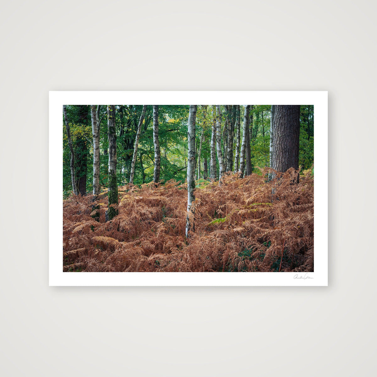 Silver Birches Pierce Golden Ferns: Durlston County Park — 100×70cm Print only