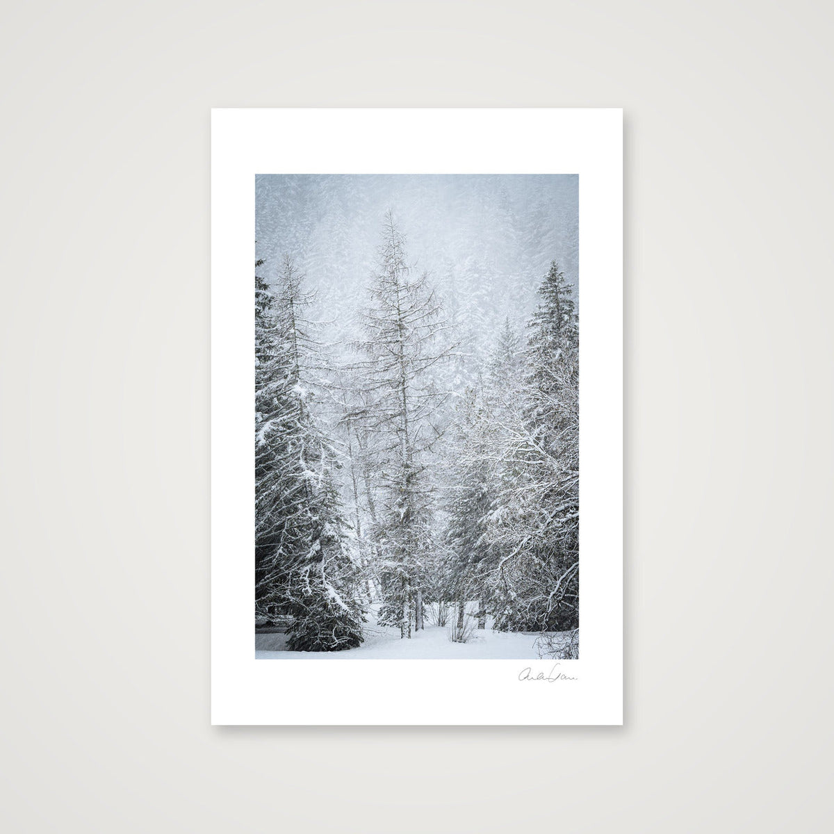 Snow Covered Pine — 30×45cm Print only