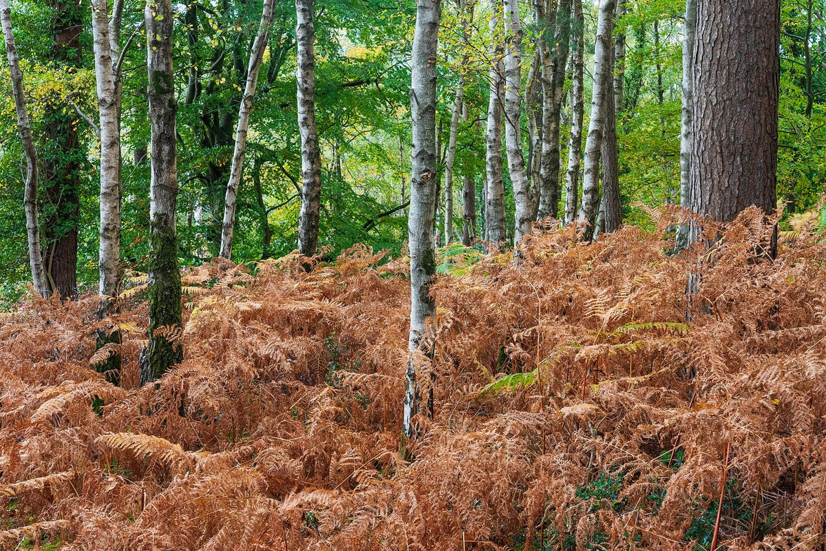 Autumn Ferns