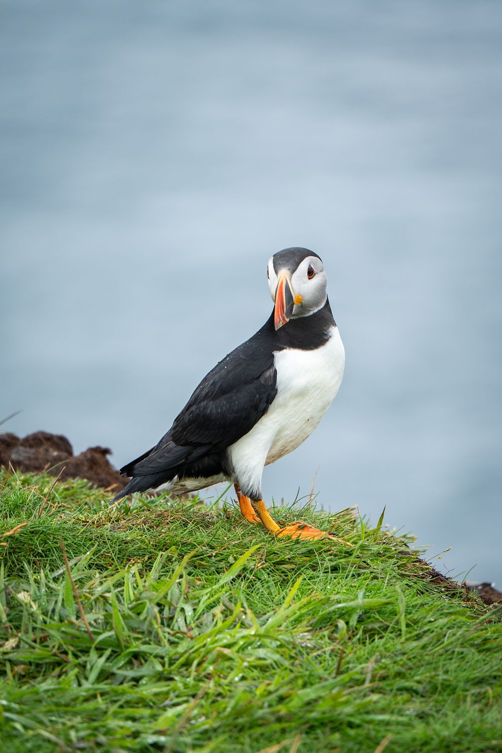 Puffin lookin, Skomer