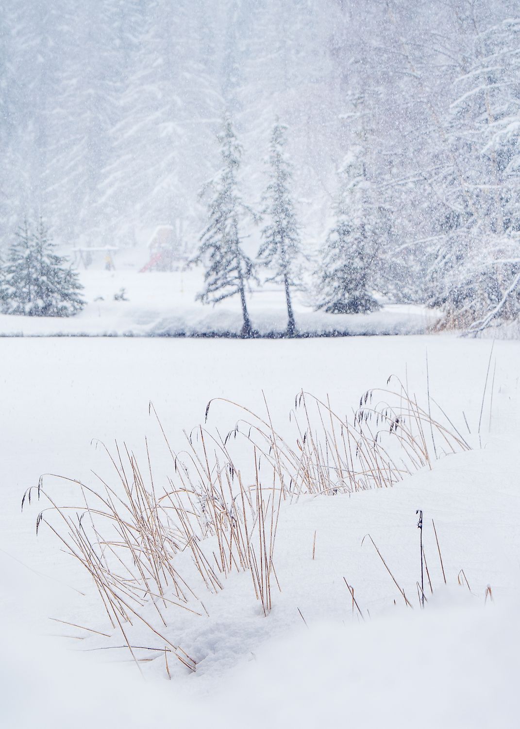 Heavy Snow falls on reeds besides a frozen lake in the Swiss Alps