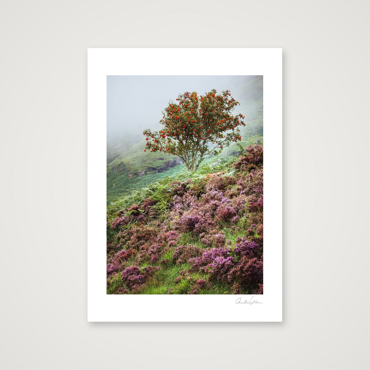 The Lonesome Rowan Tree — 42×59cm Print only