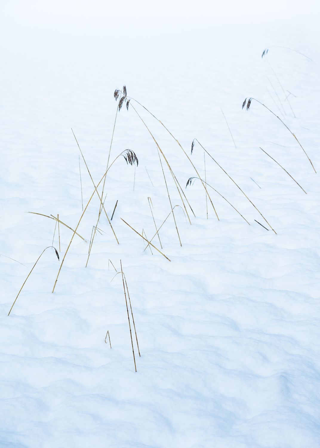 Reeds  brave the Alpine Winter Freeze