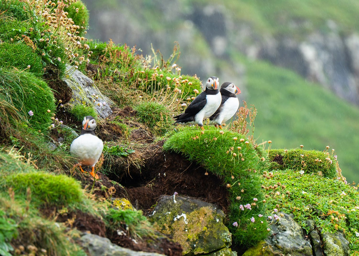 Puffin Ledge, Skomer