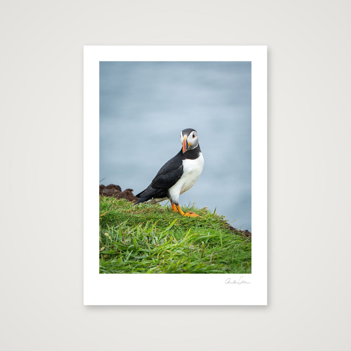 Puffin lookin, Skomer — A4 (21×30cm) Print only