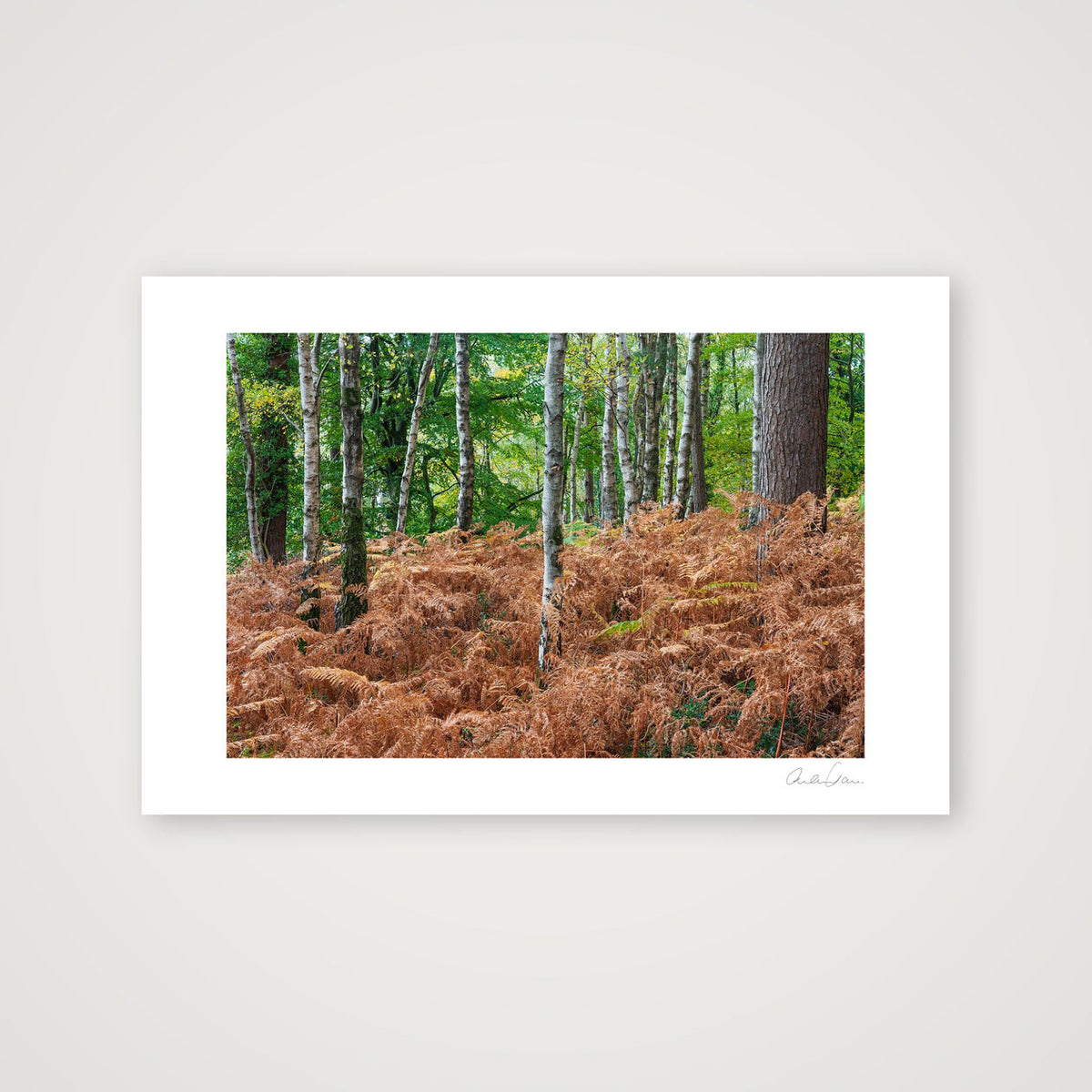 Autumn Ferns — 60×40cm Print only