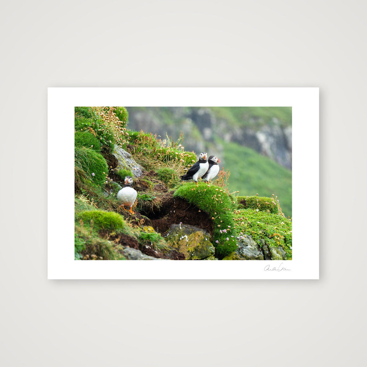 Puffin Ledge, Skomer — A4 (30×21cm) Print only