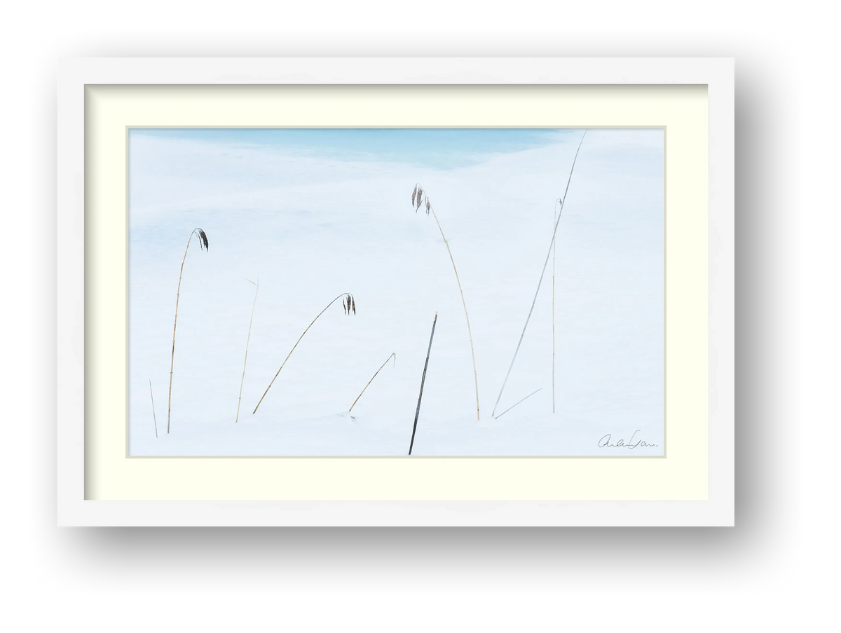 Reeds weather the winter freeze — framed