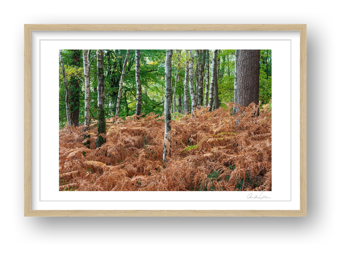 Autumn Ferns — framed